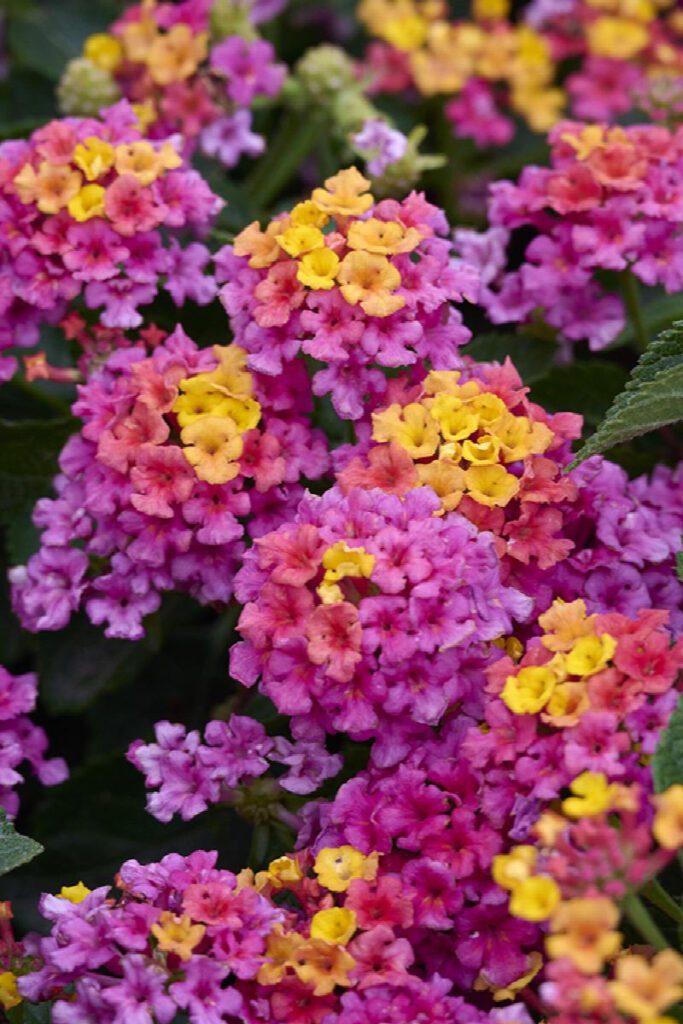 Lantana Camara