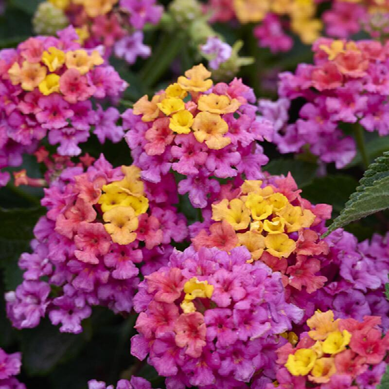 Lantana Camara